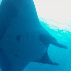 Catalina Island Diving Tour From Tamarindo and Langosta