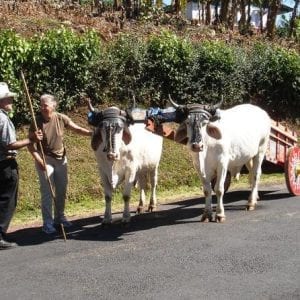 Coffee Tour Grecia and Sarchi from San Jos?