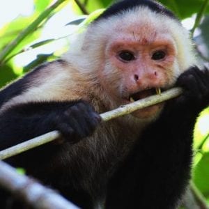 Combo 8 In 1: Caribbean Nature Highlights