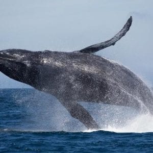 Costa Rica Whales and Dolphins 5 nights - 6 Days