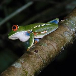 Danaus Night Adventure