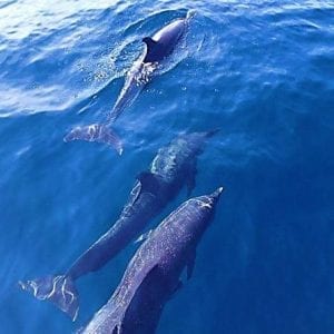 Dolphin Watching and Snorkelling