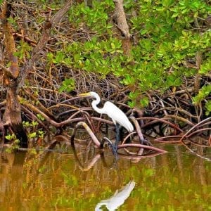 Golfito Mangrove Tour