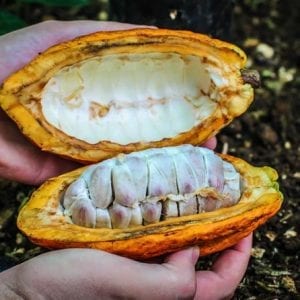 Half-Day Coffee And Chocolate Tour With Guide