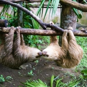 Half-Day Highlights And Culture Of Costa Rica Combo Tour