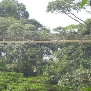 Hanging Bridges And Tabacon Hot Springs