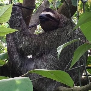 Jaguar Rescue Center Tour From Limon