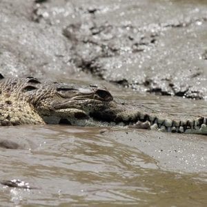 Jungle River Cruise At Palo Verde National Park
