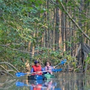 Mangrove Kayak Exploration Tour from Puerto Jimenez