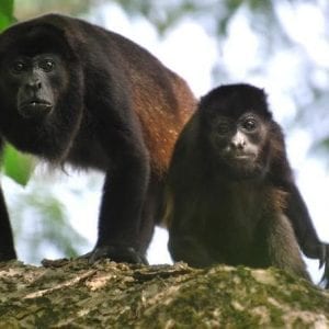 Nature Hike at Werner Sauter Biological Reserve