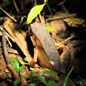 Night Tour Near of San Jose Watch Spider Frog and Many More with this Walking