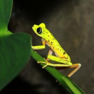 Night Walk at Arenal Natura Ecological Park
