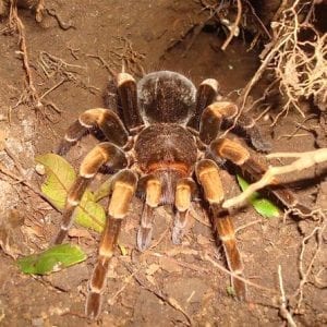 Night Walk Tour Plus Coffee Tour 3 in 1 (Coffee Chocolate And Sugar Cane)