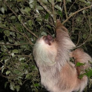 Night Walk Wildlife Observation and Reptile Watching in Monteverde from San Jos?