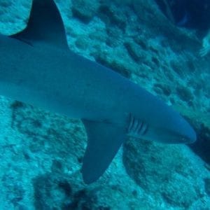 Open Water Diver Certification OWD