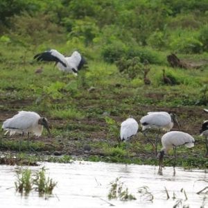 Palo Verde National Park - Admission Ticket