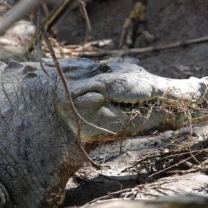 Palo Verde National Park Boat Tour