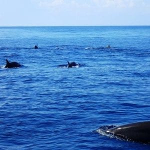 Private Boat Ocean Seafari Tour in Samara