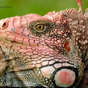 Private EcoAdventure Tour in Santa Teresa