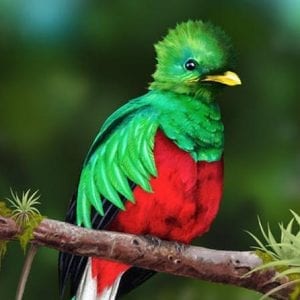 Quetzales Scarlet Macaws and Birds Watching Tour in San Gerardo De Dota San Jose