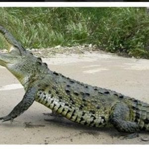 Rainforest Adventure - Lunch - Jungle Crocodile Safari