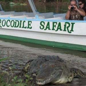 Rainforest Aerial Tram and Crocodile Day Tour from San Jos?