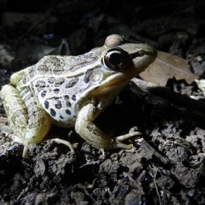Salve Terra Park: Night Walk