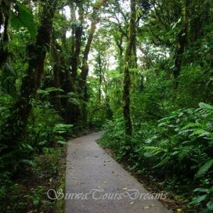 Santa Elena Cloud Forest Reserve Walk
