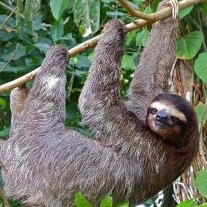 Sloth Adventure From Guanacaste