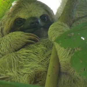 Sloth Watching Trail