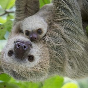 Sloths Lovers