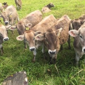 Small-Group: Kiwanda Maji Farm And Nature Walk From Guanacaste