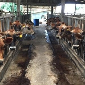 Sustainable Farm Tour And Dinner