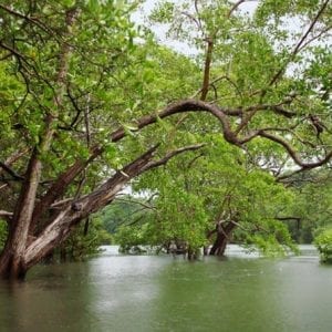 Tamarindo Kayak Estuary Mangrove Tour