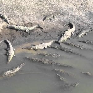 Tarcoles River Plus Canopy Vistas Los Sue?os