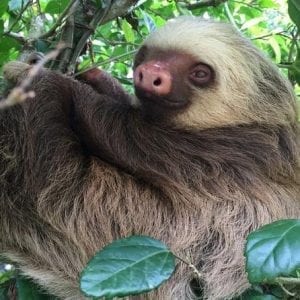 Tenorio Rain Forest Nature Reserve And Floating Tour