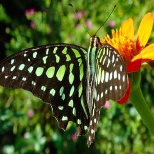 The Butterfly Conservatory Admission Ticket