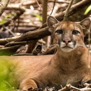 Tour To Corcovado National Park By Costa Rica Te Enamora