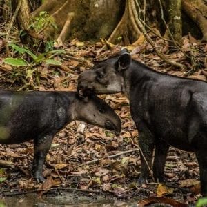 Tour To Corcovado National Park From San Jos? By Costa Rica Te Enamora
