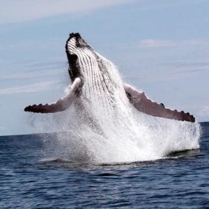 Tour To Marino Ballena National Park By Costa Rica Te Enamora