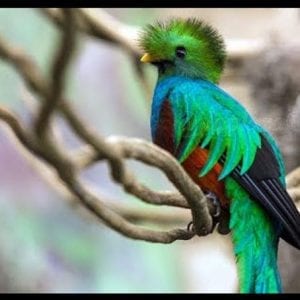 Tour To The Curri - Cancha Reserve In Monteverde A Paradise For Birdwatchers