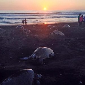 Turtle Observation Tour