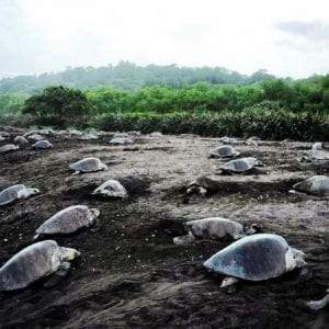 Turtle Tour Near Samara Beach