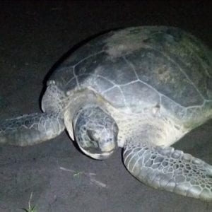 Turtle Tour Tortuguero National Park