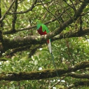 Walking Reserve Curi - Cancha