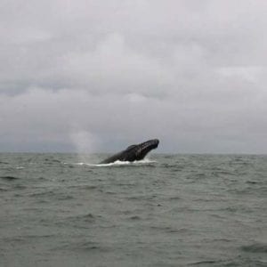 Whale Watching (Avistamiento de Ballenas) One Day from San Jose