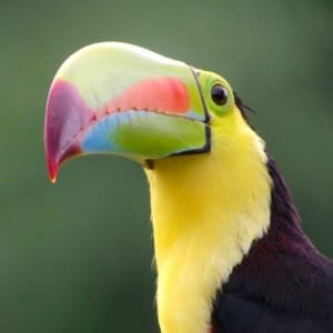 EARLY MORNING LOCAL BIRDING EXPEDITION