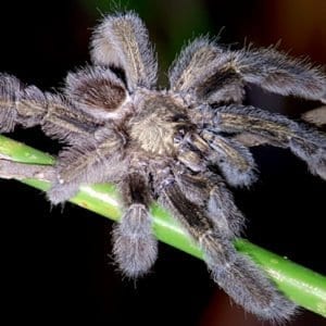 JUNGLE NIGHT RESEARCH WALK