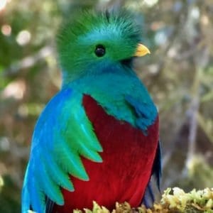 LOS QUETZALES AND HIGHLAND BIRDING EXPEDITION