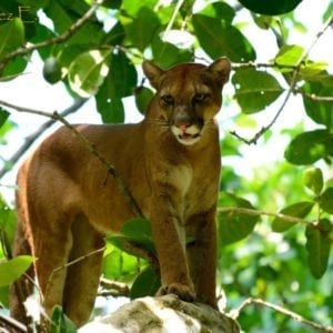 CORCOVADO NATIONAL PARK EXPEDITION